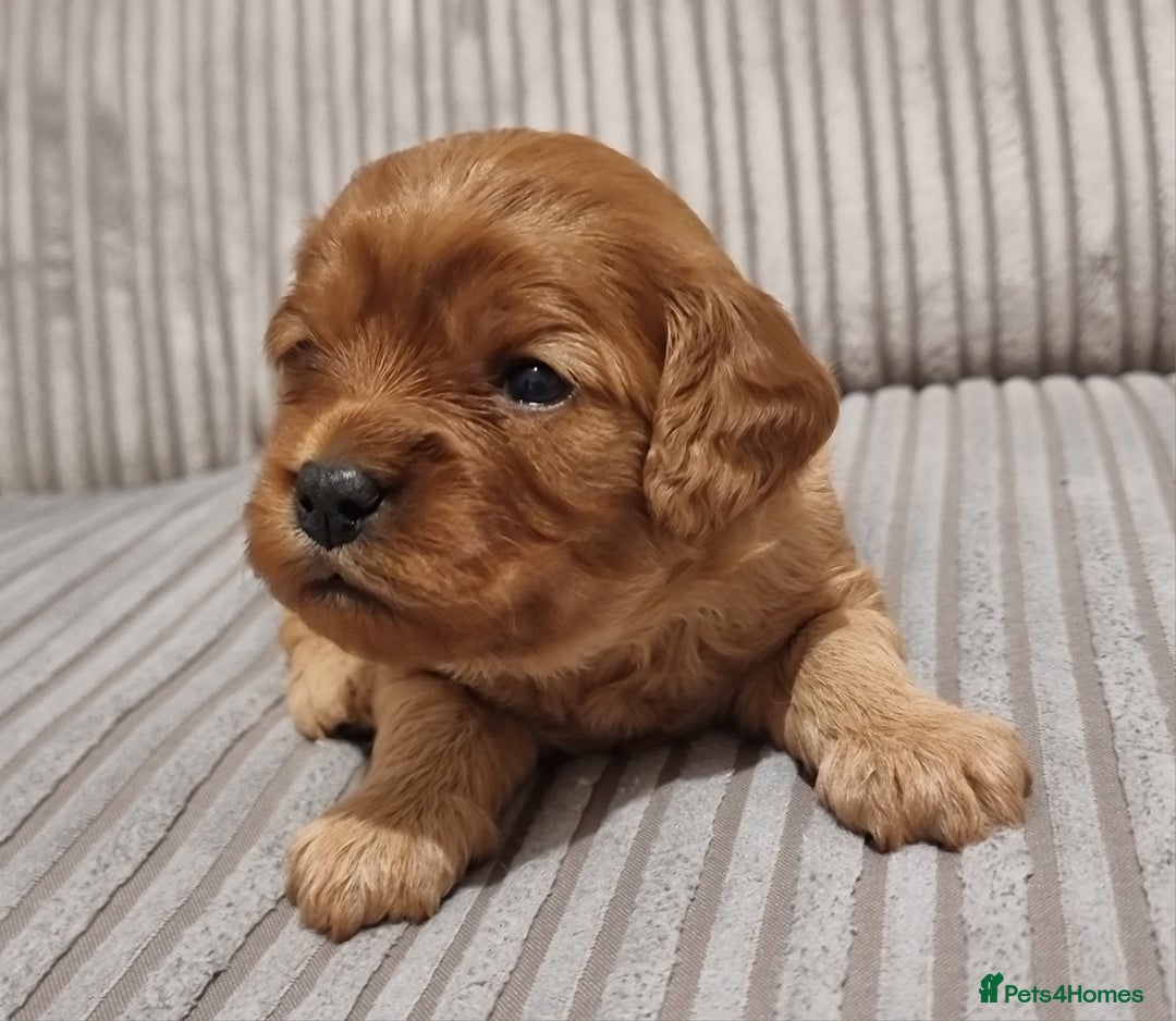 Cavapoo dogs for sale: 🎀 Beautiful F1 Cavapoo Puppies 🎀 - Image 10