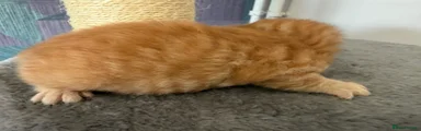 Dark ginger 