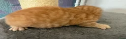 Mixed Breed cats for sale: Three ginger boys One Tortie Girl - Advert 4
