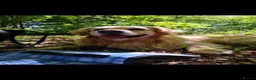 Golden Retriever dogs for stud: Golden retriever stud proven  - Advert 10