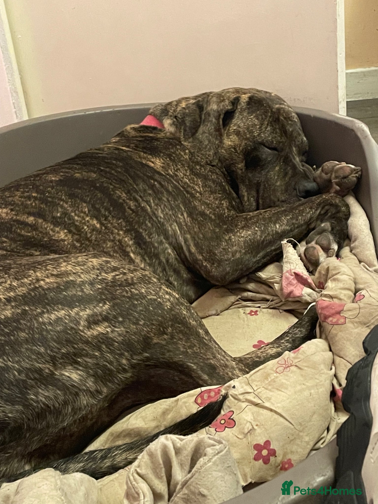 Presa Canario dogs for sale: Cleo looking for new home - Advert 4