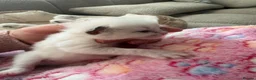 Ragdoll cats for sale: 5 Stunning Ragdoll dolls  - Advert 19