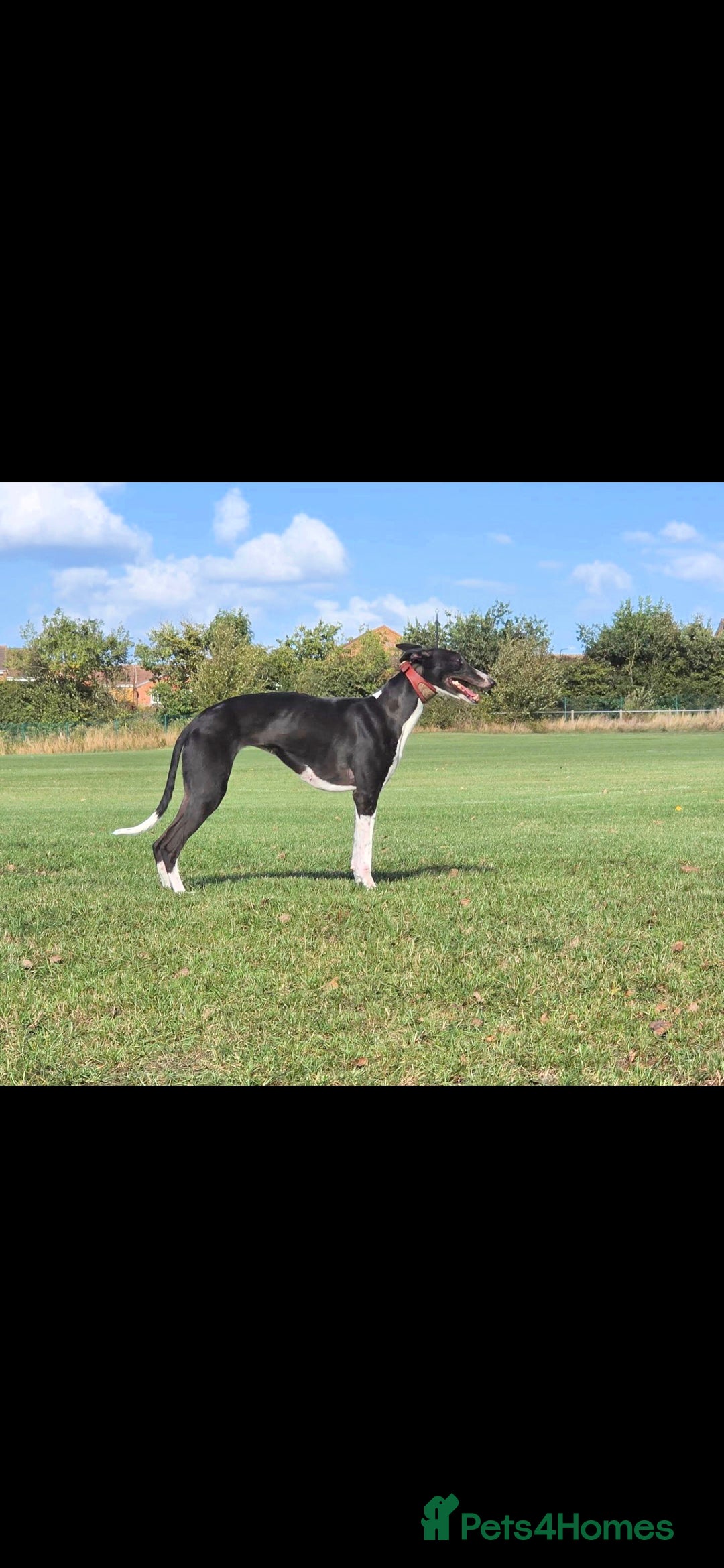 Mixed Breed dogs for sale: Bedlington whippet puppies  - Advert 7