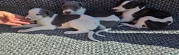 Whippet dogs for sale: Whippet puppies  in Tonbridge - Advert 9