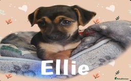 Jack Russell dogs for sale: miniature Jack Russell Puppies - Image 5