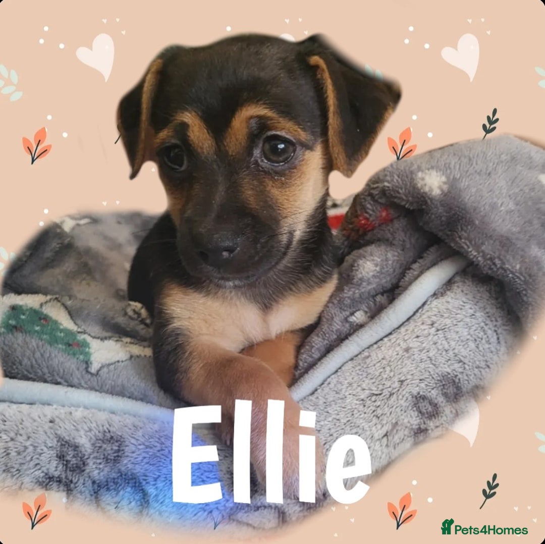 Jack Russell dogs for sale: miniature Jack Russell Puppies - Image 5