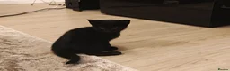 Mixed Breed cats for sale: Bengal Marble & American Shorthair  - Advert 13