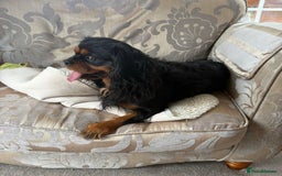 Cavalier King Charles Spaniel dogs for stud: Black and Ruby cavalier for stud  - Image 4