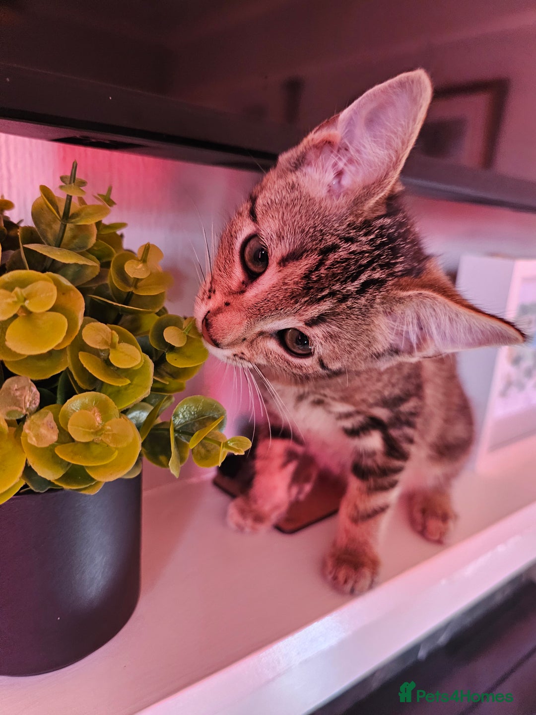 British Shorthair cats for sale: Kittens  - Image 3
