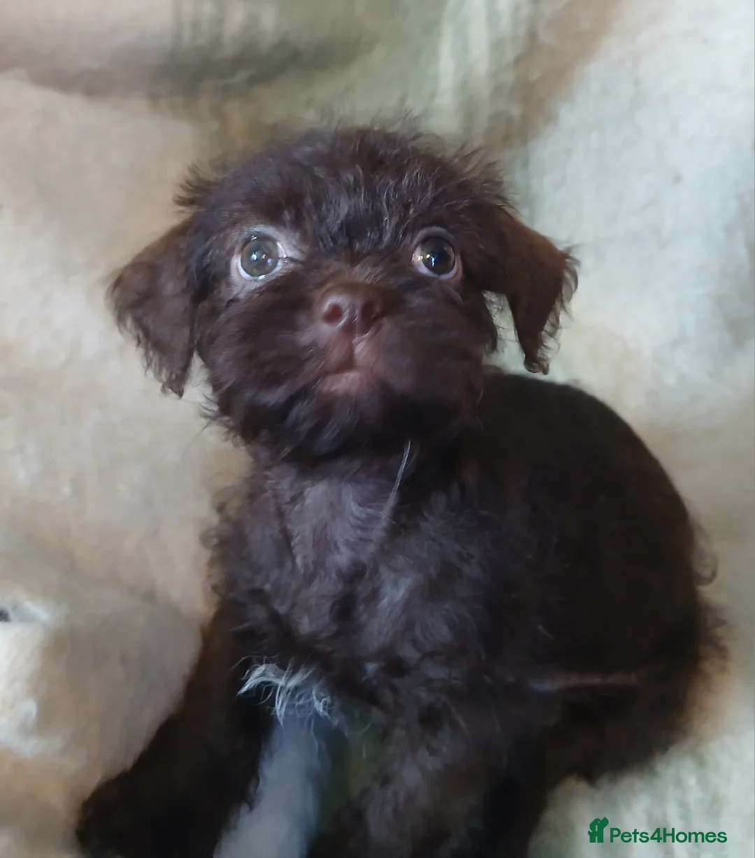 Shihpoo dogs for sale: READY NOW - Beautiful Shihpoo puppies - Advert 5