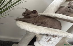 British Shorthair cats for sale: British shorthair kittens lilac & blue⭐️ - Image 7