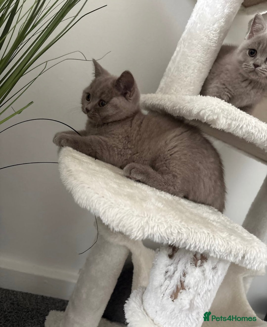 British Shorthair cats for sale: British shorthair kittens lilac & blue⭐️ - Image 7