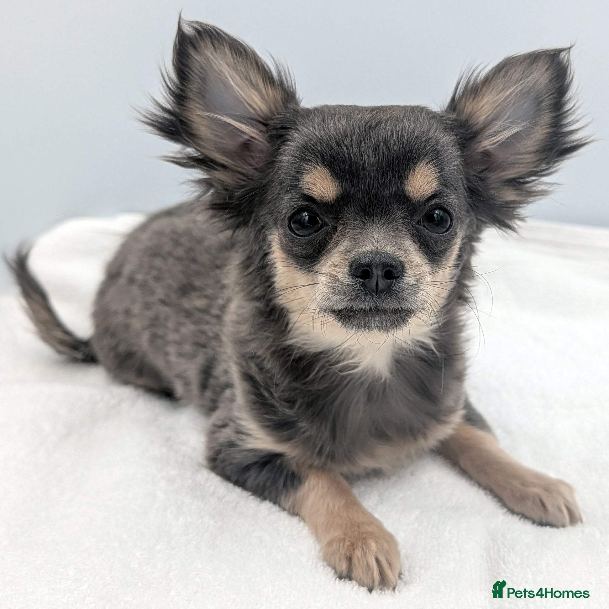 Chihuahua dogs Kennel Club Longhaired Chihuahua Blue Female Puppy - Advert 1
