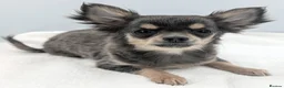 Chihuahua dogs for sale: Kennel Club Longhaired Chihuahua Blue Female Puppy - Advert 1