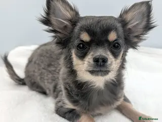 Chihuahua dogs Kennel Club Longhaired Chihuahua Blue Female Puppy - Advert 1