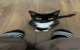 Domestic Shorthair cats for sale: 6 beautiful kittens - Image 8
