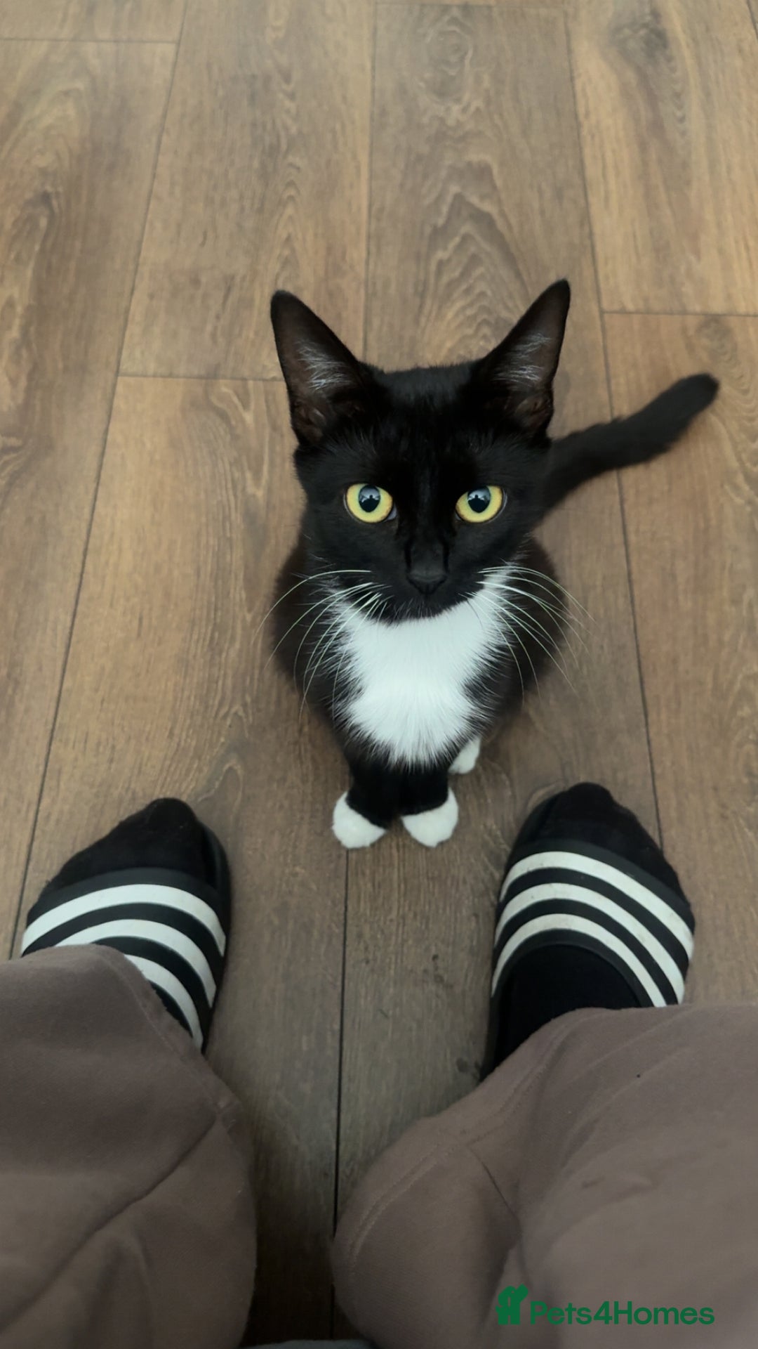 Domestic Shorthair cats for sale: 6 beautiful kittens - Image 8
