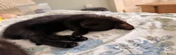 Domestic Shorthair cats for sale: Kittens for sale - Advert 27