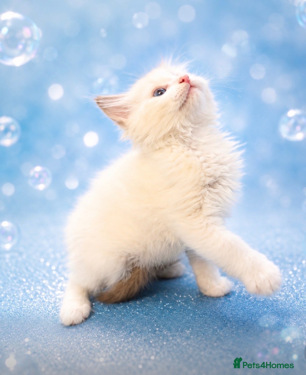 Ragdoll cats STUNNING BICOLOUR RAGDOLL KITTEN 🩵 - Advert 2
