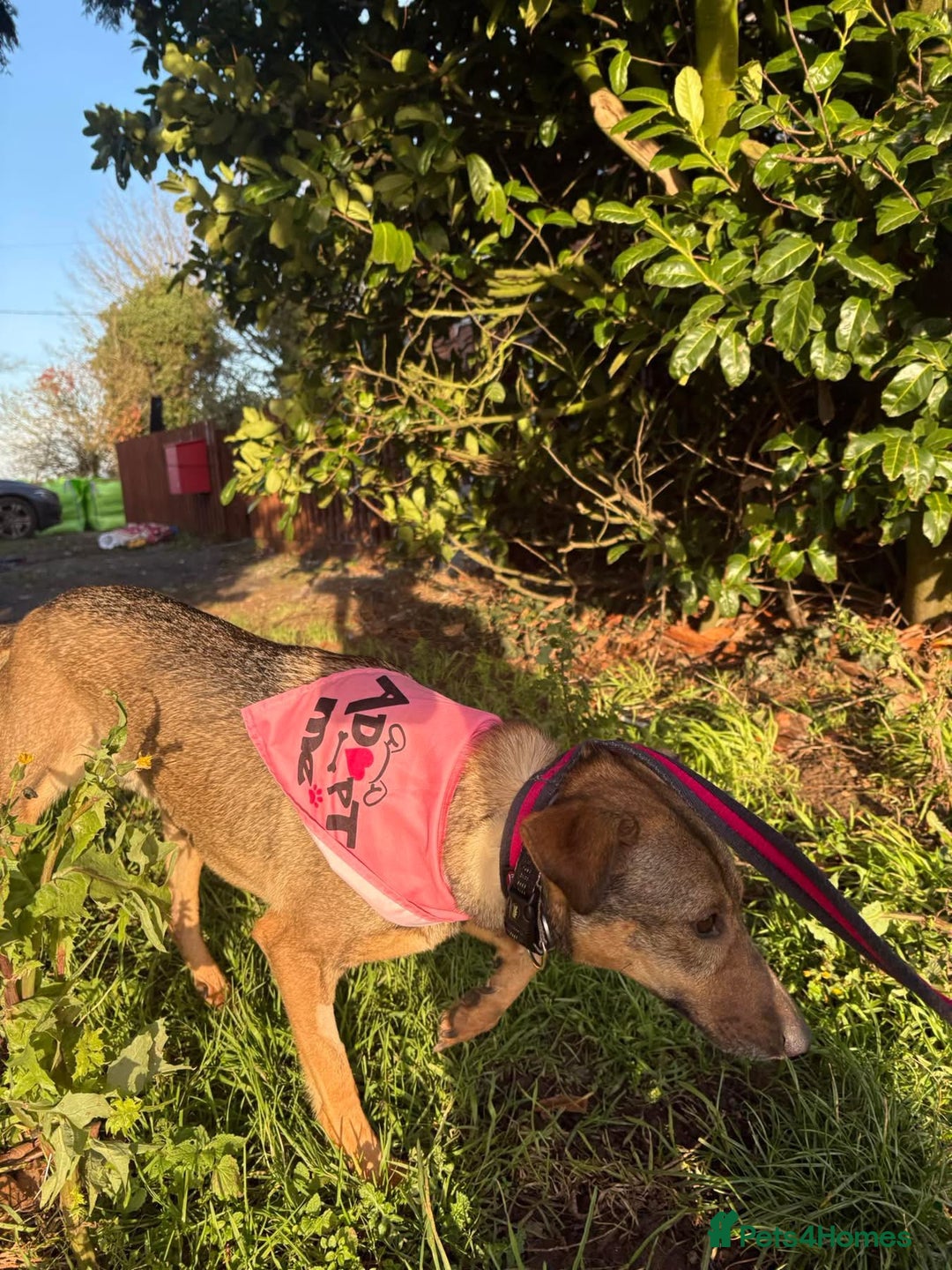 Mixed Breed dogs for adoption: Flora - Norwich Norfolk  - Advert 17