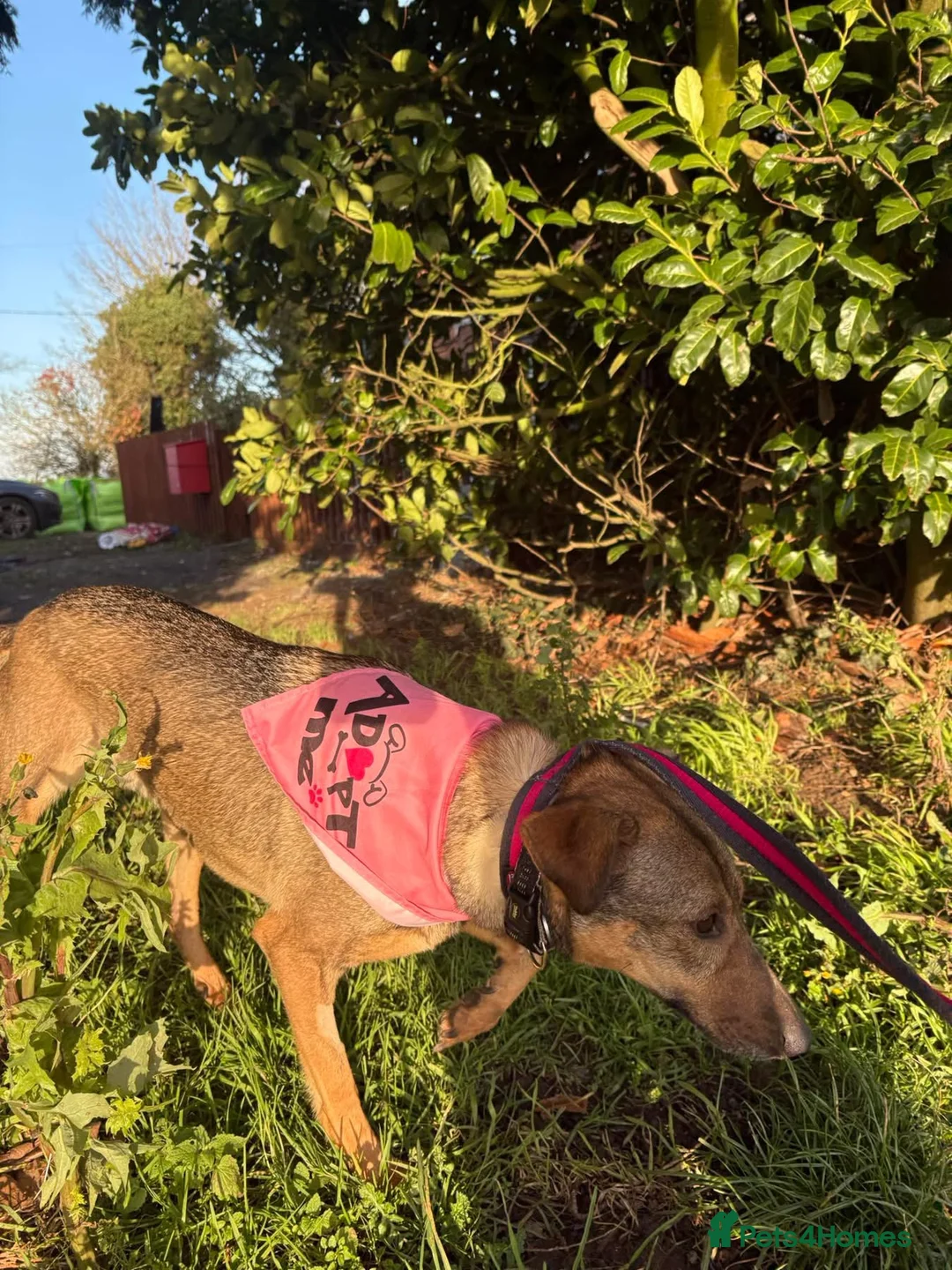 Mixed Breed dogs for adoption: Flora - Norwich Norfolk  - Advert 17