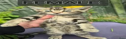Domestic Shorthair cats for sale: 3 lovely and playful kittens  - Advert 5