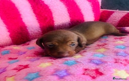 Miniature Dachshund dogs for sale: Stunning minature dachshund puppies - Image 10