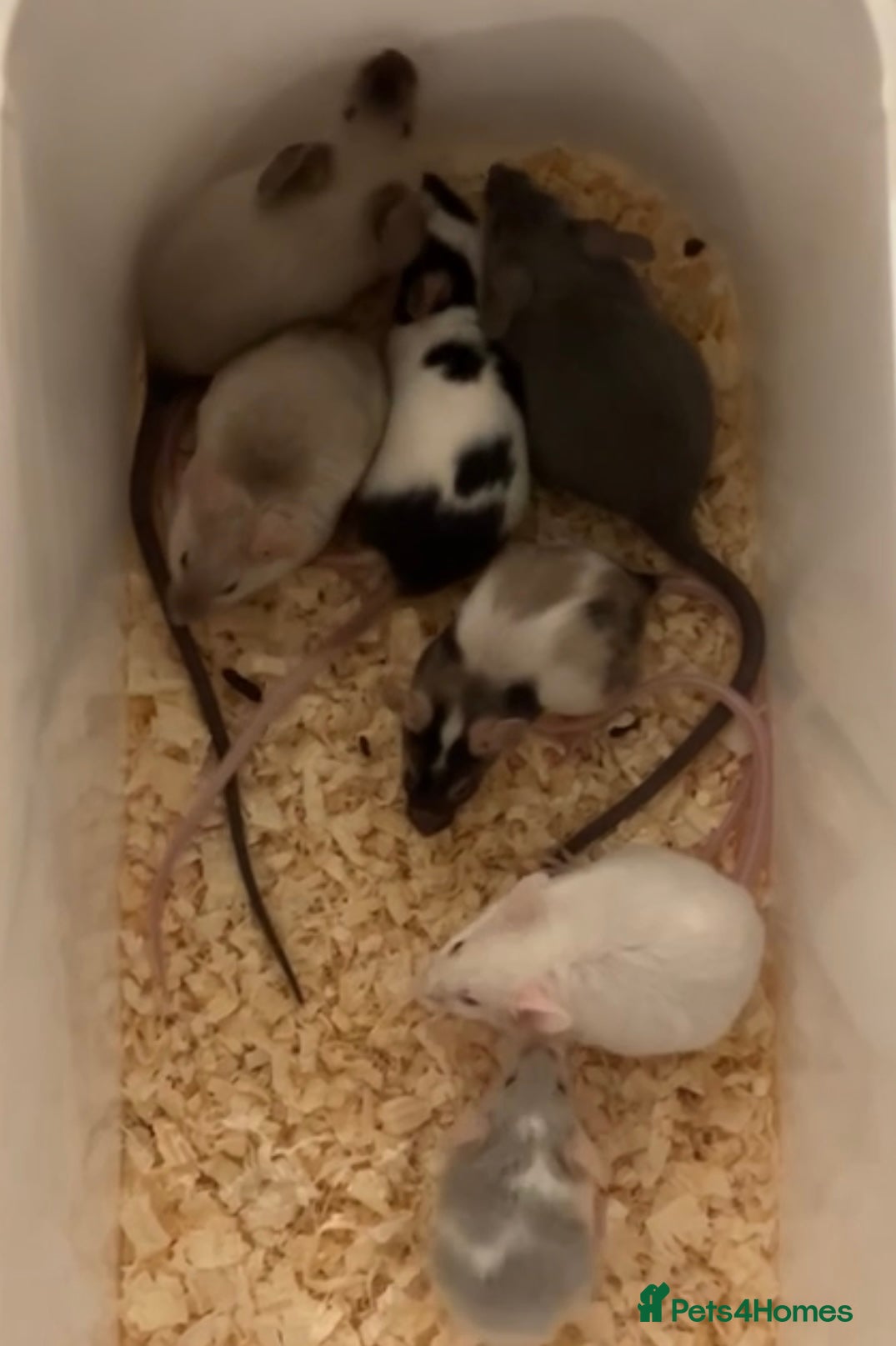 Mouse rodents Female mice for homes. ⭐️ - Advert 4