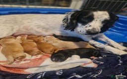 Sprocker dogs for sale: Sprocker Spaniel pups - born 28/08/25 - Image 8