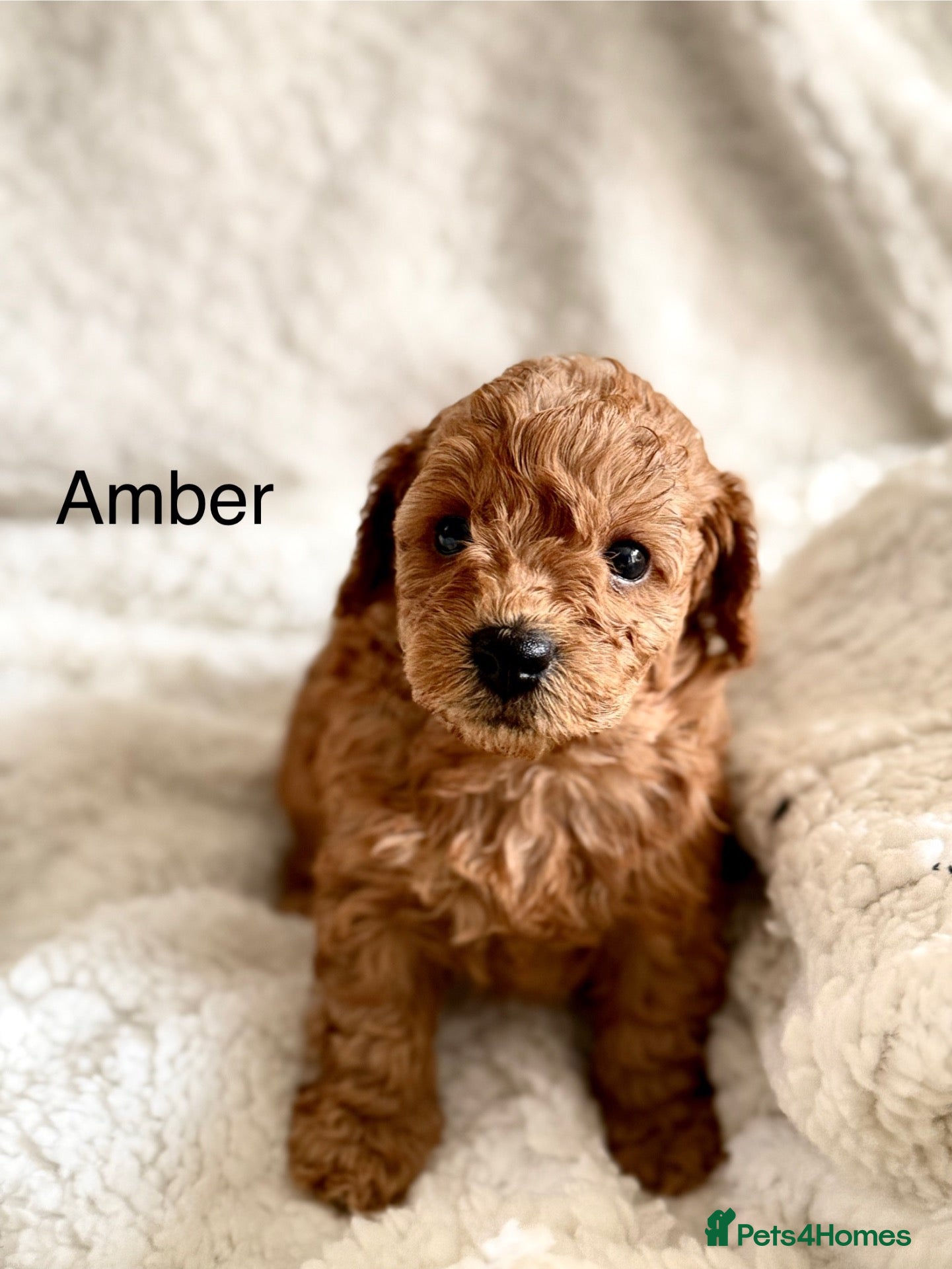 Toy Poodle dogs KC registered/5GEN Pedigree/Champion line/DNAclear - Advert 2