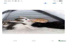 Mixed Breed cats for sale: 2 boys and 2 girls calico cats  - Image 9