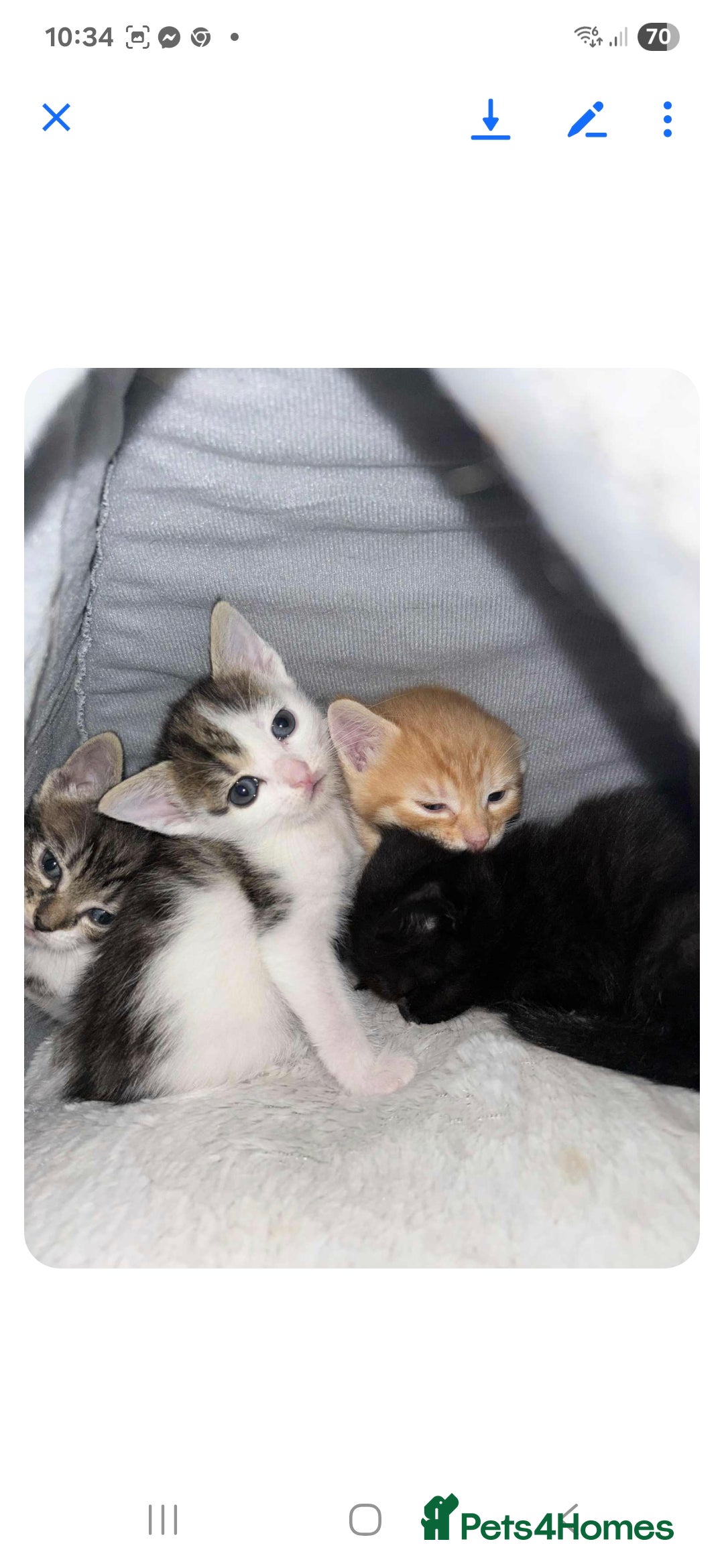 Mixed Breed cats for sale: 2 boys and 2 girls calico cats  - Image 9