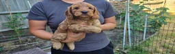 Cockapoo dogs for sale: Cockapoo Puppy Girl Ready Next Week Health Test  - Advert 5