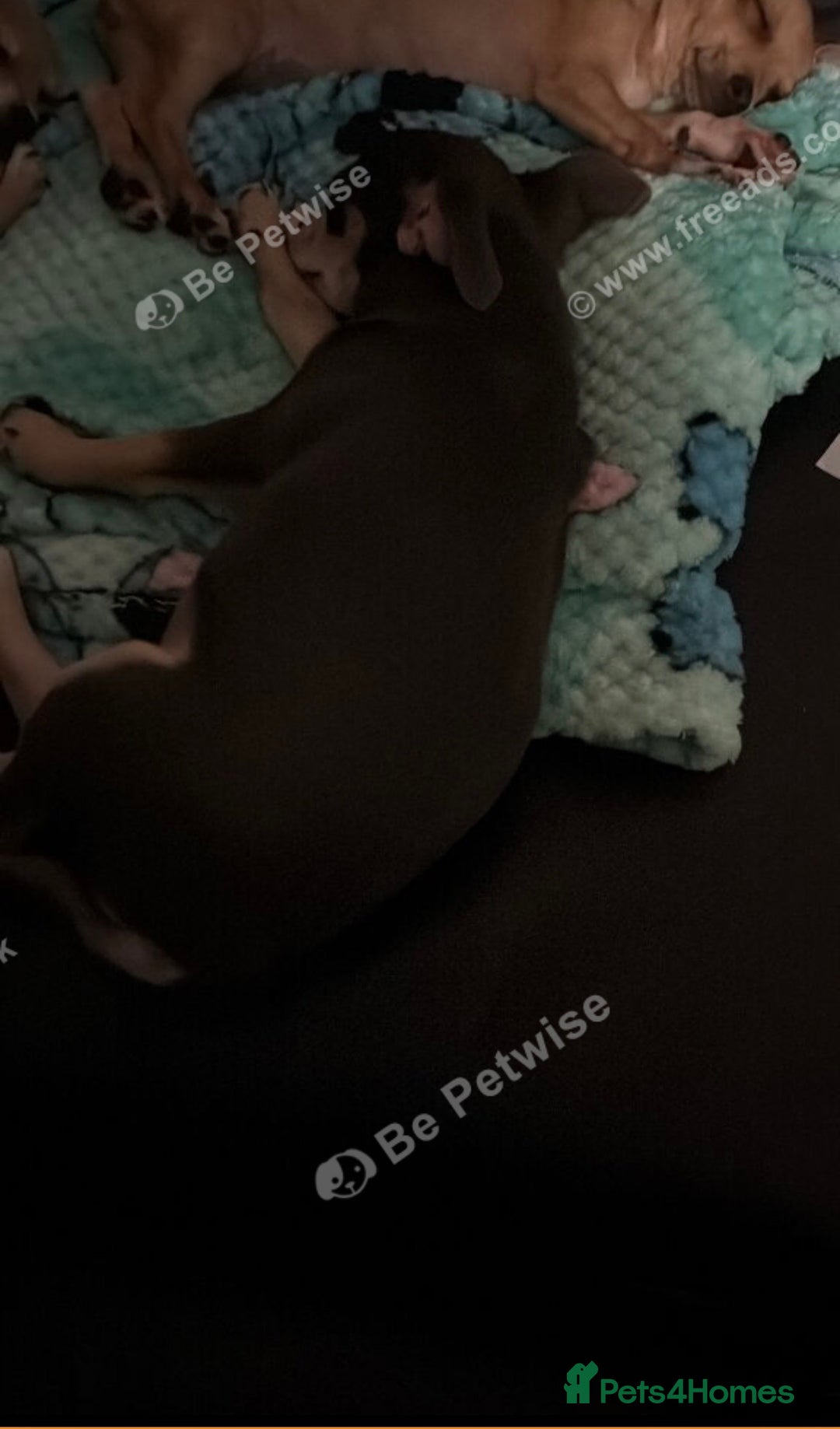 Chihuahua dogs for sale: Female chihuahua - Advert 2