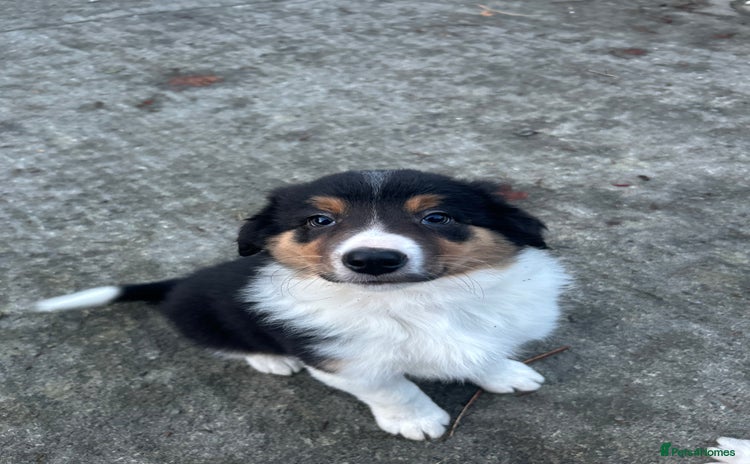 Border Collie dogs - Advert 7