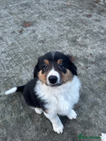 Border Collie dogs - Advert 7