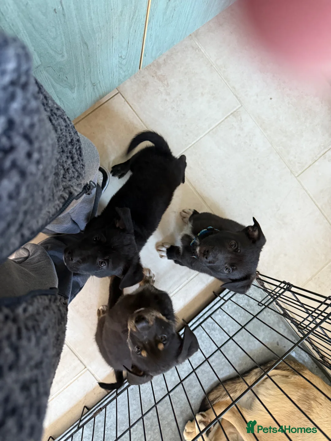 Mixed Breed dogs for sale: 3 girls 5 males puppies - Advert 2