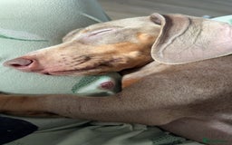 Miniature Dachshund dogs for sale: Loving Home needed for Bleu 💙 - Image 3