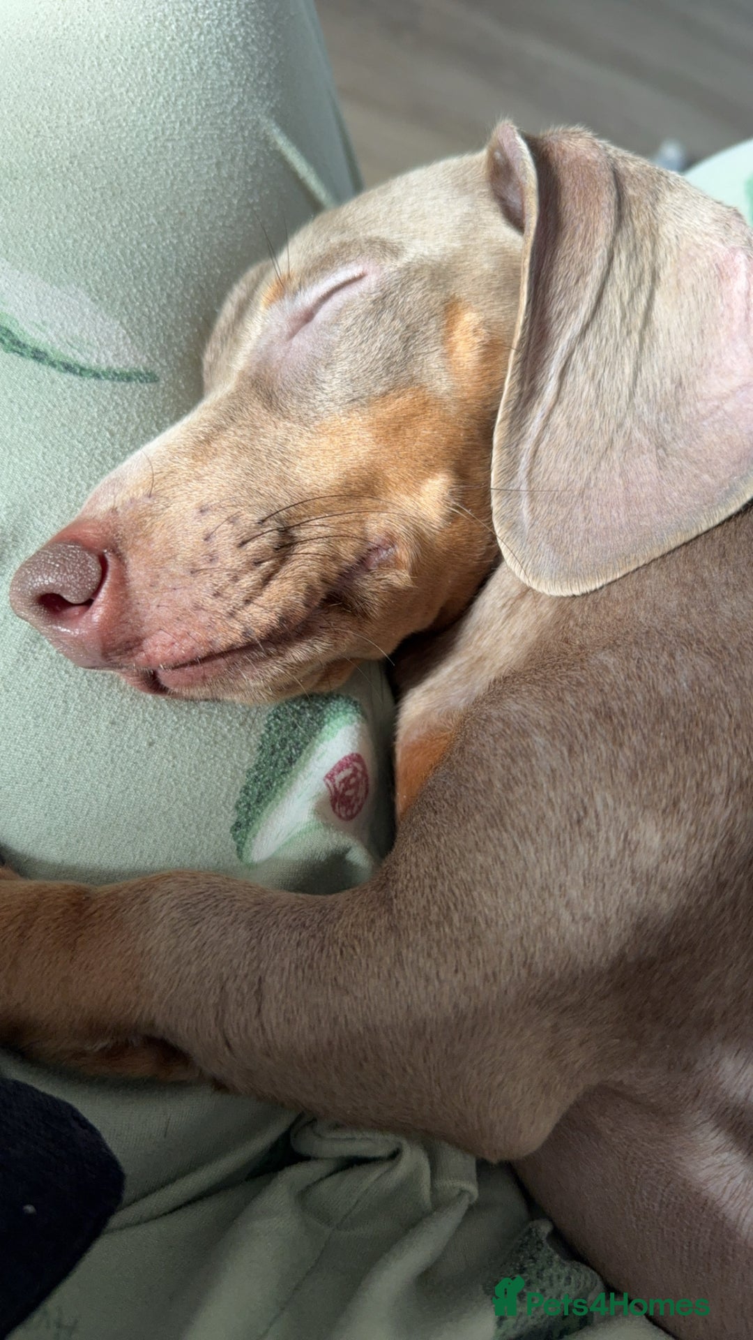 Miniature Dachshund dogs for sale: Loving Home needed for Bleu 💙 - Image 3