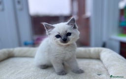 Ragdoll cats for sale: **Gorgeous Ragdolls**  - Advert 18