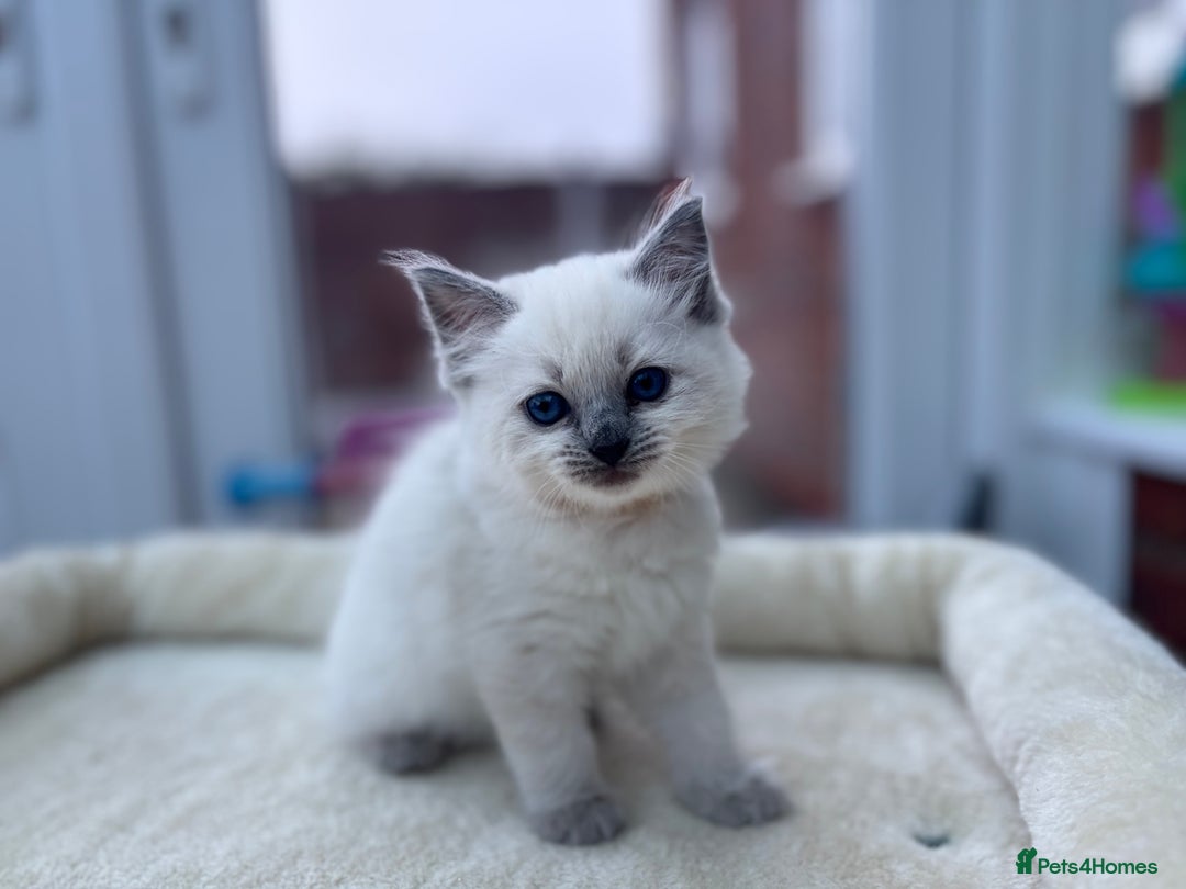 Ragdoll cats for sale: **Gorgeous Ragdolls**  - Advert 18
