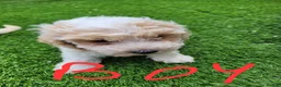 Mixed Breed dogs for sale: *READY TO LEAVE* 7 beautiful Cavapoochons  - Advert 6