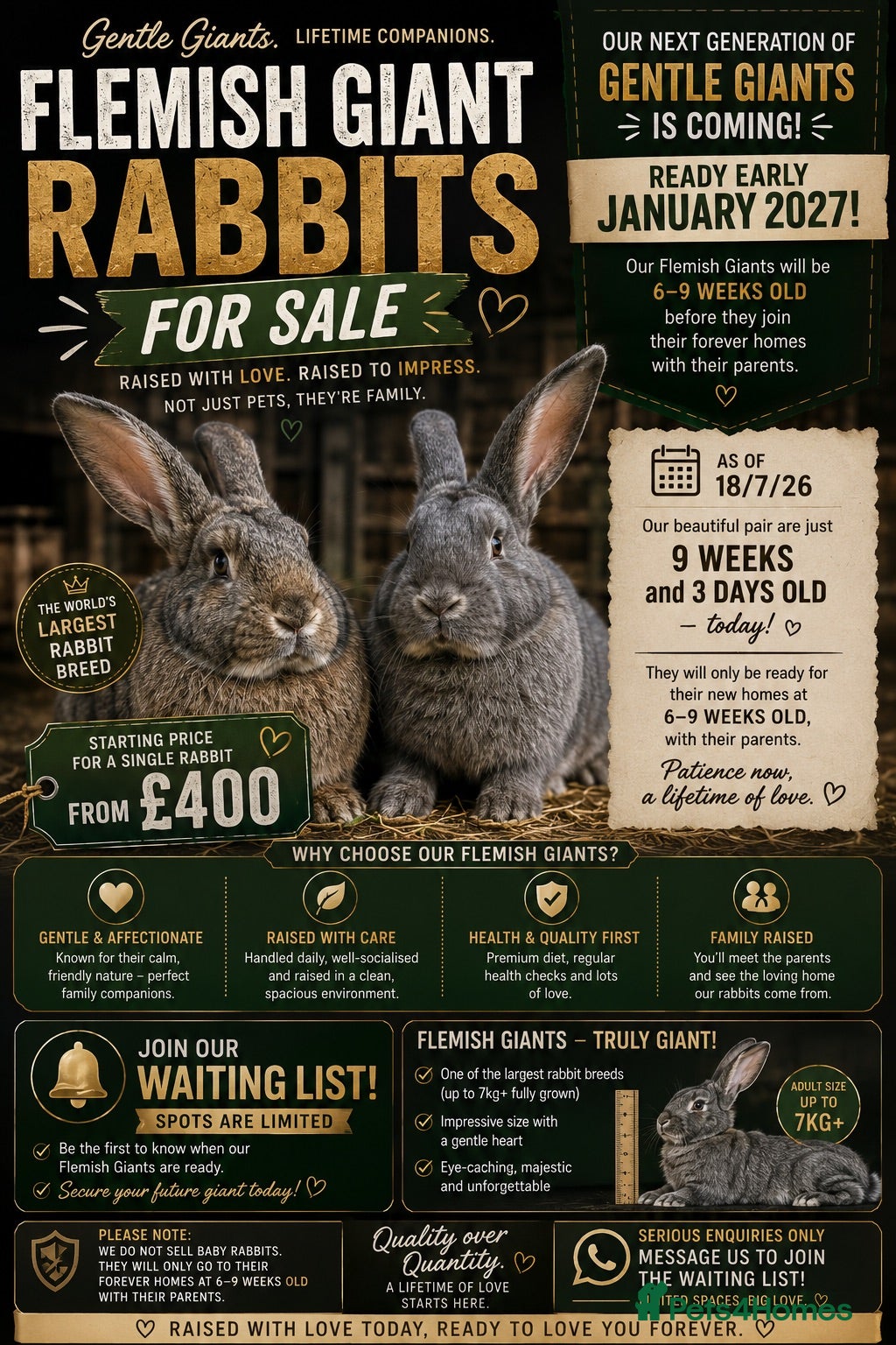 Flemish rabbits Coming Soon – Giant Flemish Rabbit Babies - Advert 1