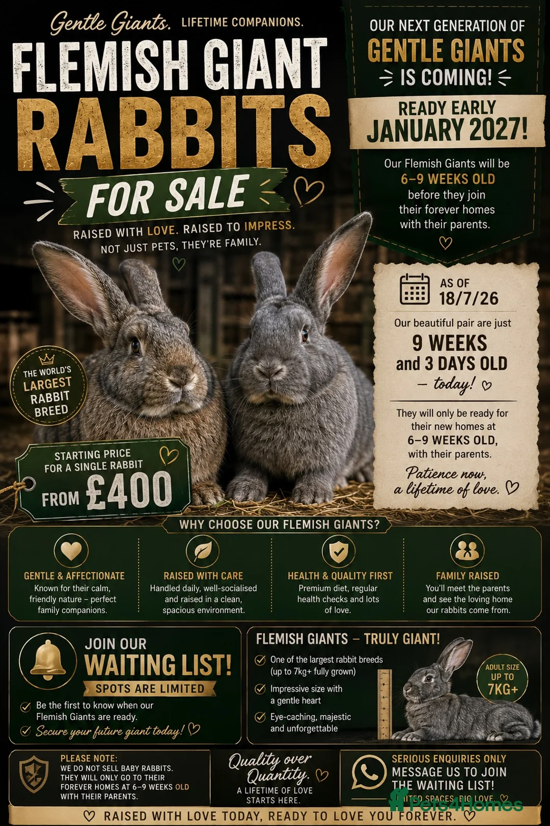 Flemish rabbits for sale: Coming Soon – Giant Flemish Rabbit Babies - Advert 1