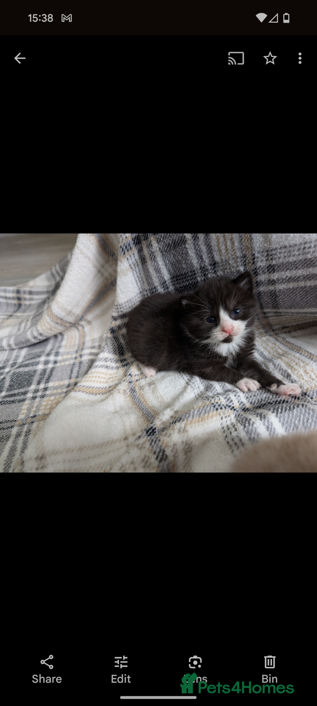 Mixed Breed cats for sale: Beautiful healthy kittens 😍😍 - Image 15