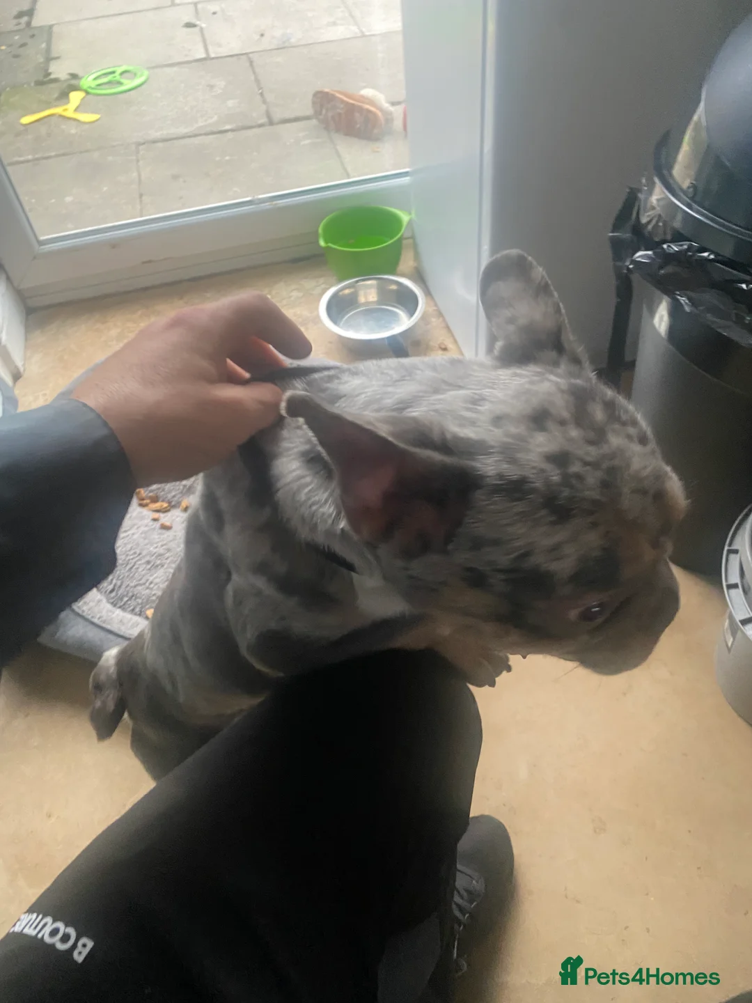 French Bulldog dogs for sale: Narla  in Bury - Advert 8