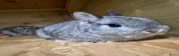 Netherland Dwarf rabbits for sale: Netherland Dwarf  in Sowerby Bridge - Advert 4