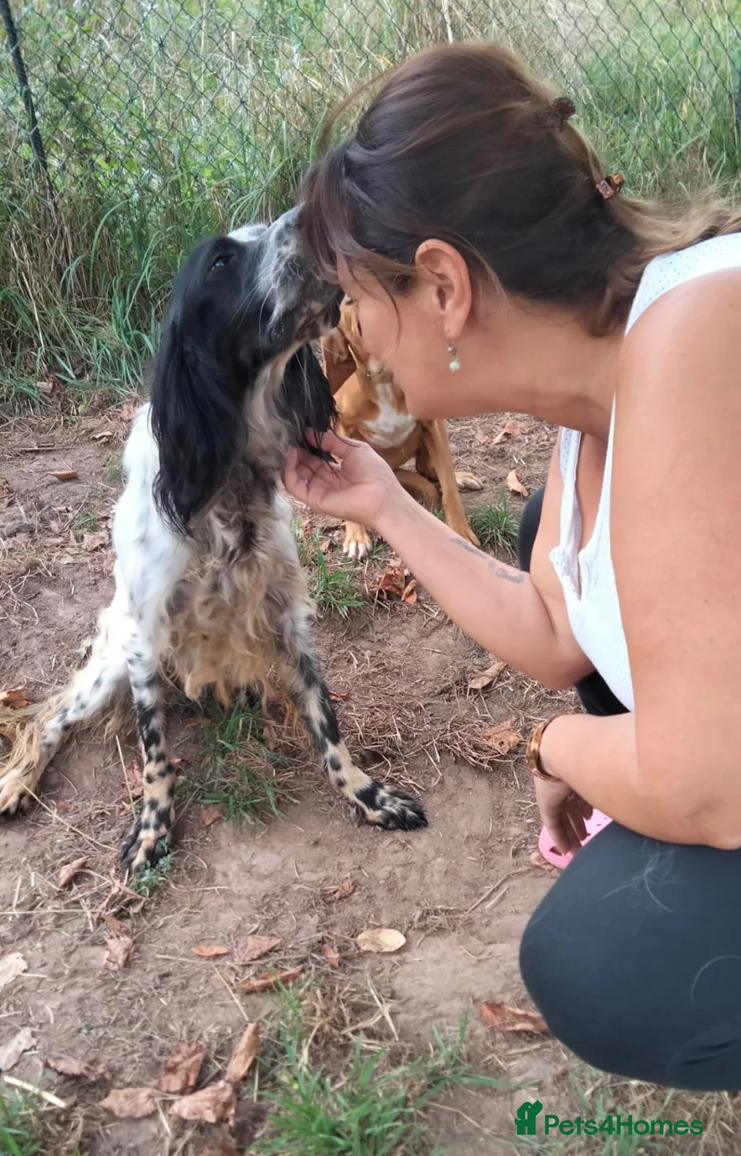 English Setter dogs for adoption: Tae   - Advert 3