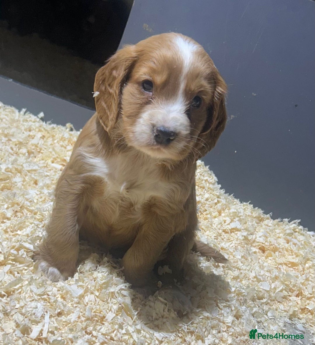 Cocker Spaniel dogs for sale: Outstanding litter of cocker spaniel puppies  - Advert 3