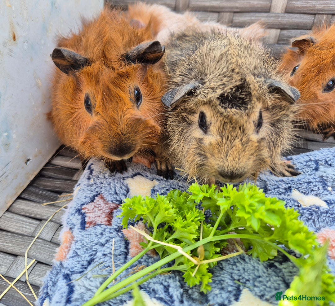 Guinea Pig rodents for sale: Californian Funky Guinea Pigs - Image 2